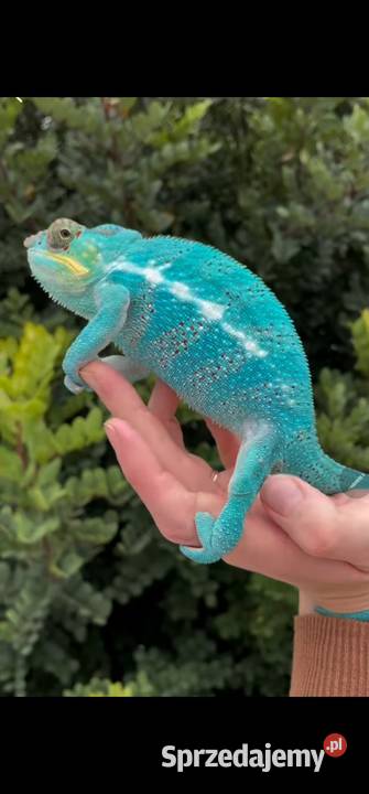 Kameleon lamparci mlode Koszalin