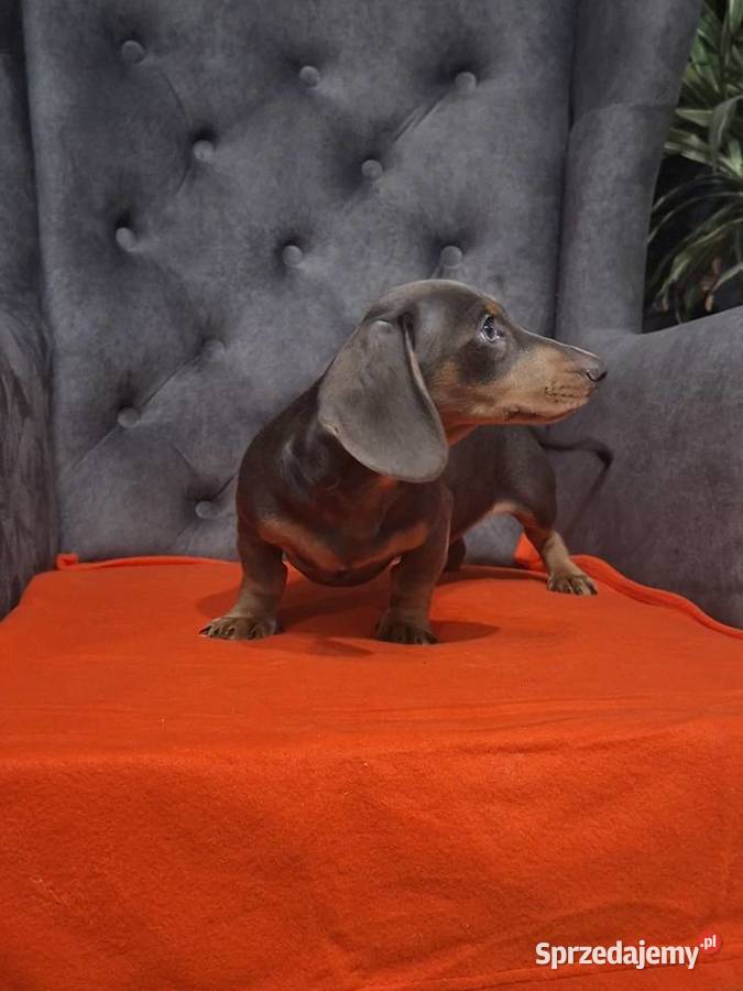 Jamnik niebieski Jamnik Żyrardów