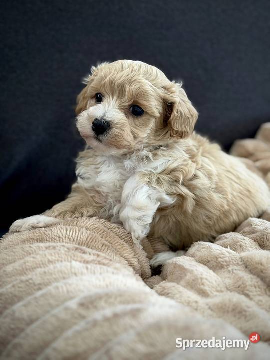 Maltipoo piękny chłopiec