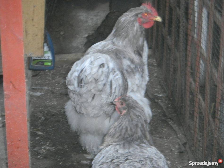 Kochin Olbrzymi różne kolory czysto rasowe młode Pozostałe Konin