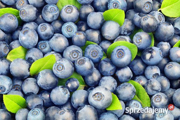 Sprzedam świeże jagody Owoce Redlino sprzedam