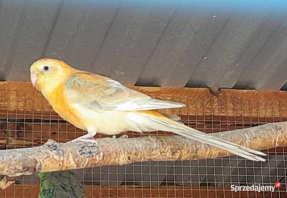 Świergotki zmienią woliere Wadowice