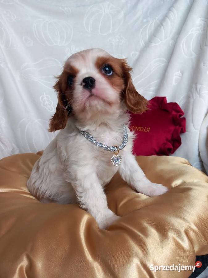 Cavalier King Charles Spaniel Strzelce Opolskie sprzedam
