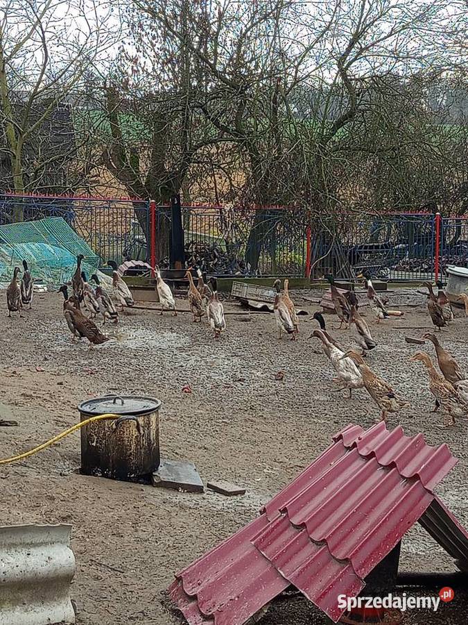 Sprzedam bieguski parami 220 pare świętokrzyskie Tomaszów