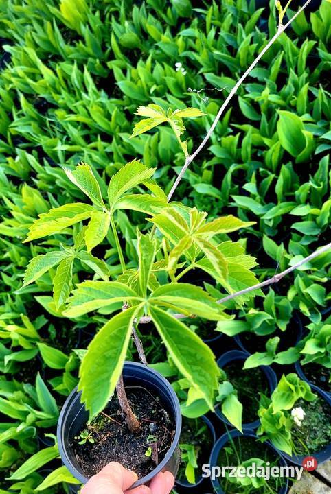 Winobluszcz pięciolistkowy murorum