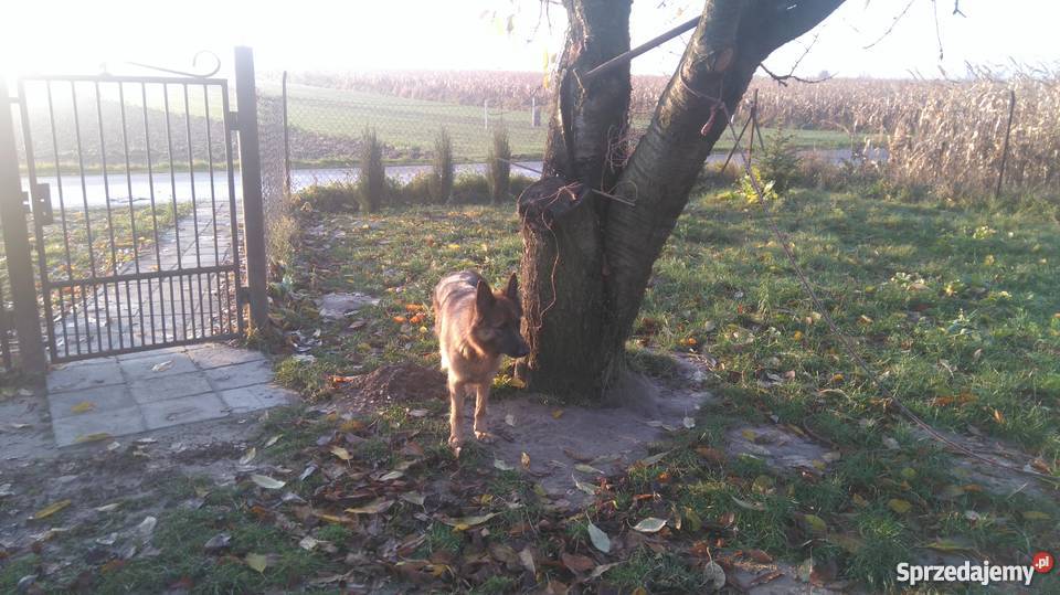 szczeniaki wilk długowłosy Struża sprzedam