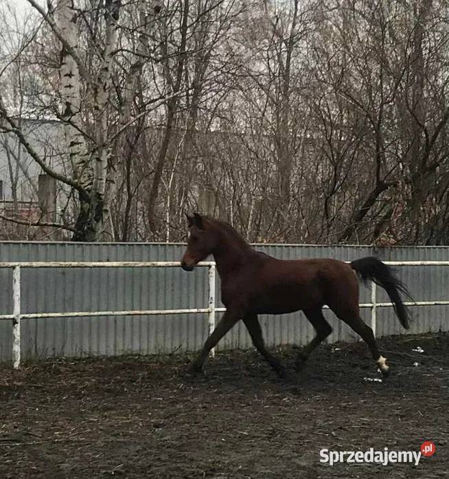 Sprzedam konia arabskiego Ołtarzew sprzedam