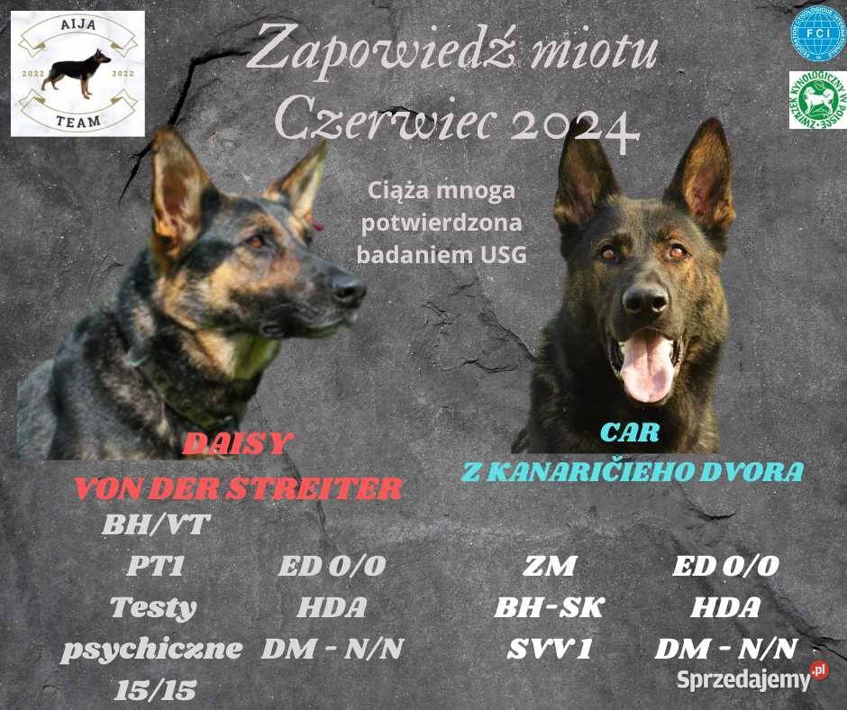 Owczarek niemiecki krótkowłosy suczka czarna Rożki-Kolonia