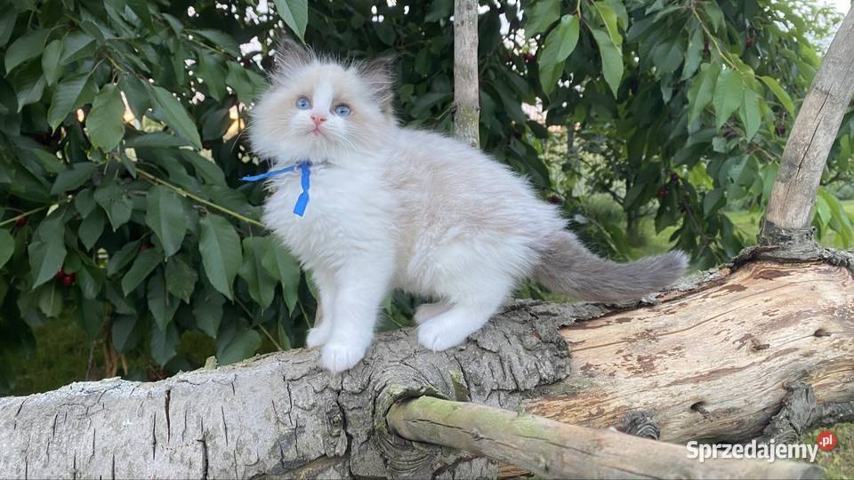 Kocurek ragdoll prawdziwy międzynarodowy rodowód śląskie Katowice