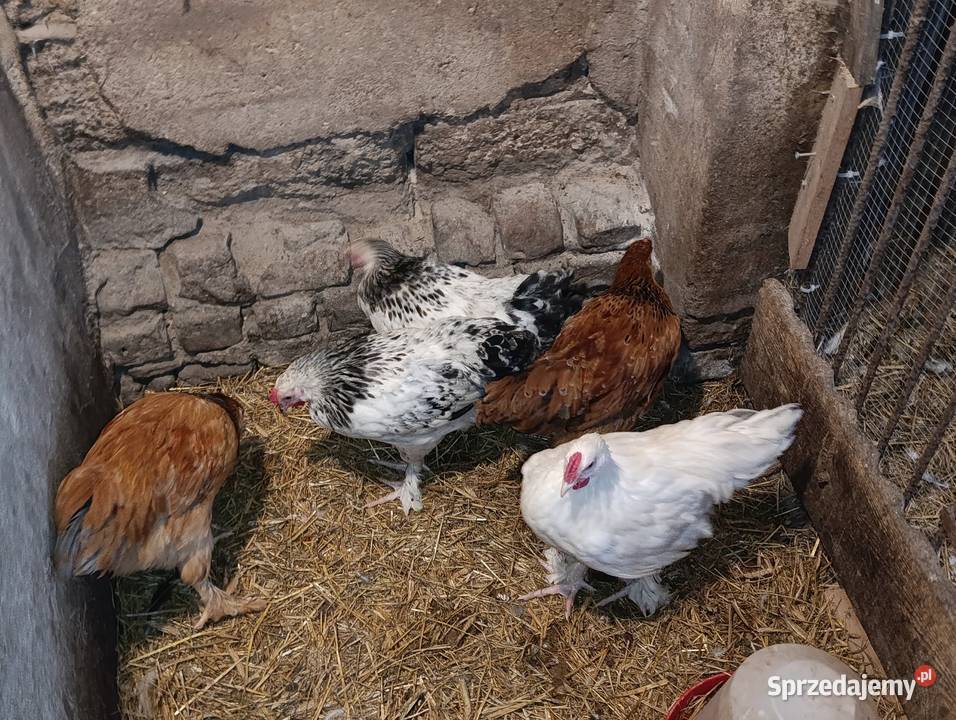 Koguty 10 tygodniowe Drób i ptactwo Więcbork