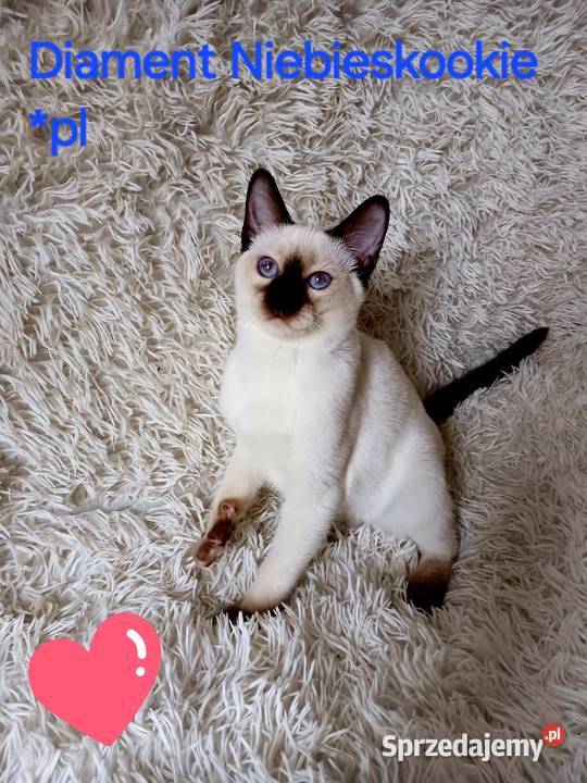 Kocurek syjamski tajski Diament z hodowli Miedzna