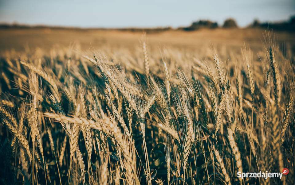 Pszenica jara Tybalt przewódka Erminów