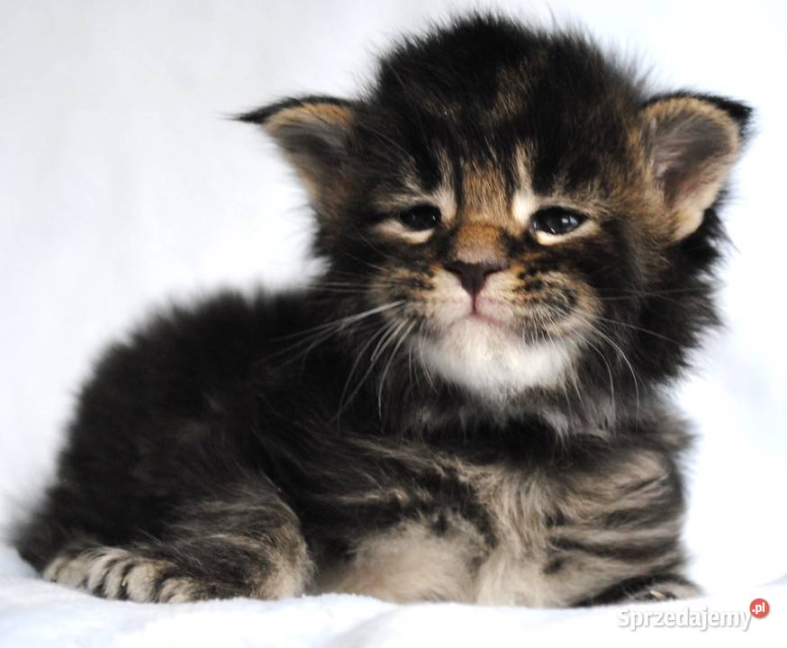 Kociaczki  maine coon z prawdziwym rodowodem.