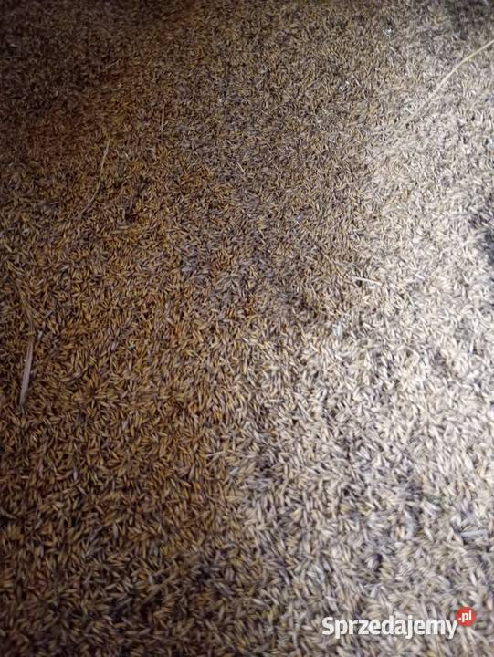 Owies Rambo 2024 Jastrzębska Wola