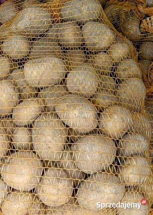 Ziemniak jadalny workowany ziemniak paszowy Gać