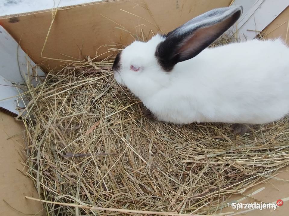 Króliki zamienię Rolnictwo Żnin