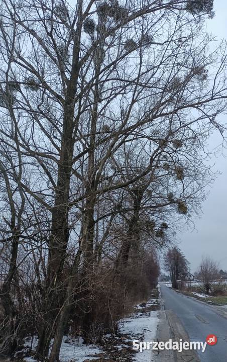 Topola sokora 7 sztuk Cyców