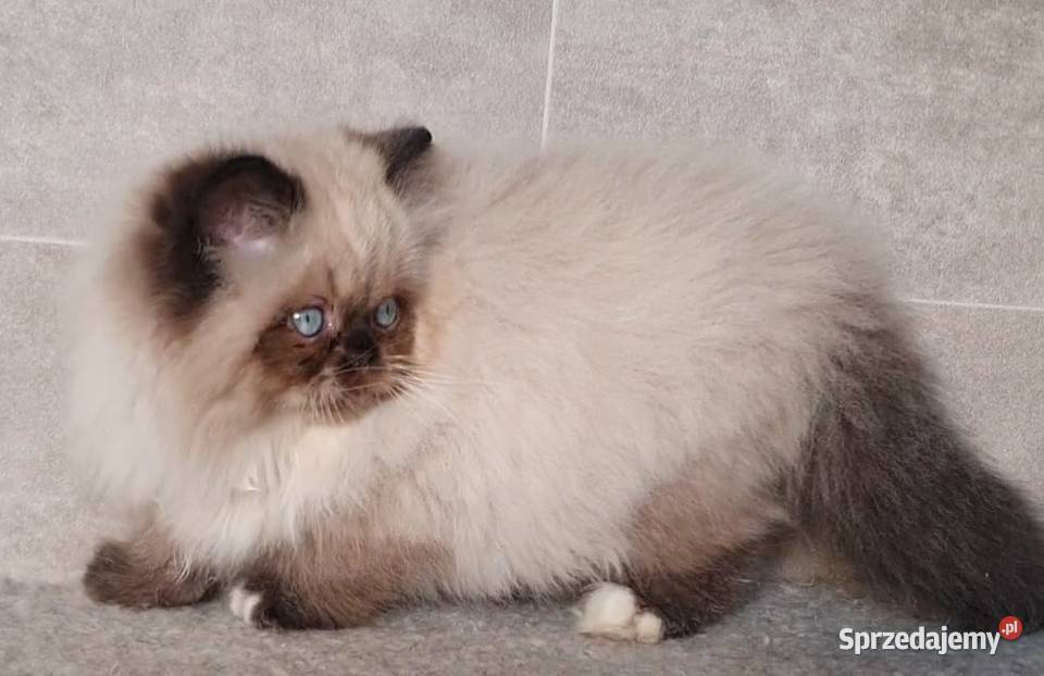 Kocięta Perskie i Egzotyczne Perski Toruń