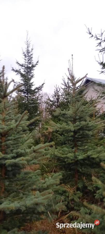 Choinka świerk srebrny