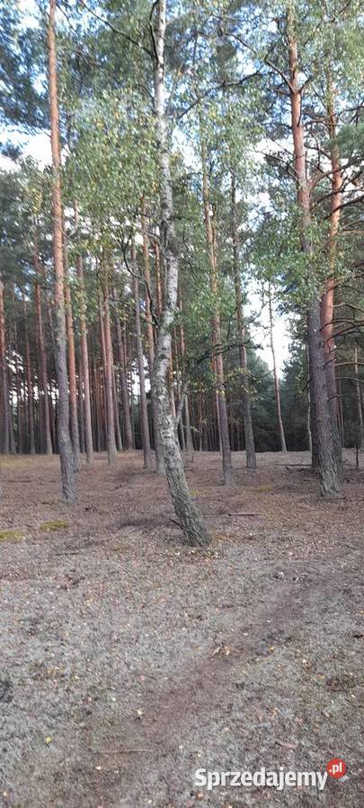 Działka leśna swornegacie sprzedam