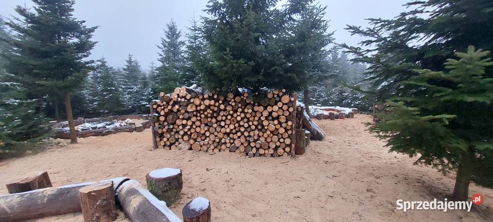Dni otwarte na plantacji Mazowsze jodły świerki Osuchów
