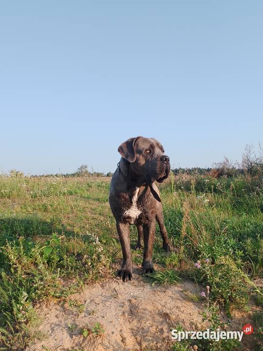 Cane Corso piękny pies Śmigiel