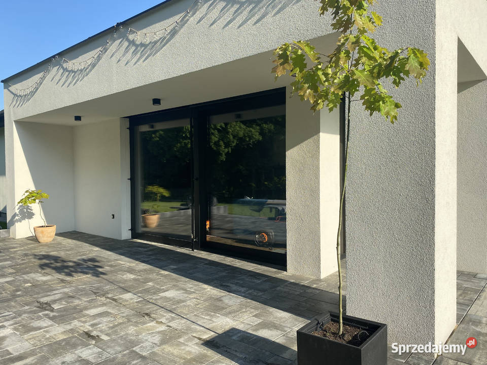 Sprzedam dęby czerwone 9 19 i 29 wielkopolskie Jarocin sprzedam