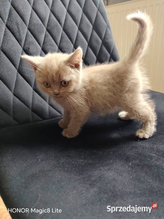 Kotki Brytyjskie krótkowlose kocurki i kotki śląskie Katowice