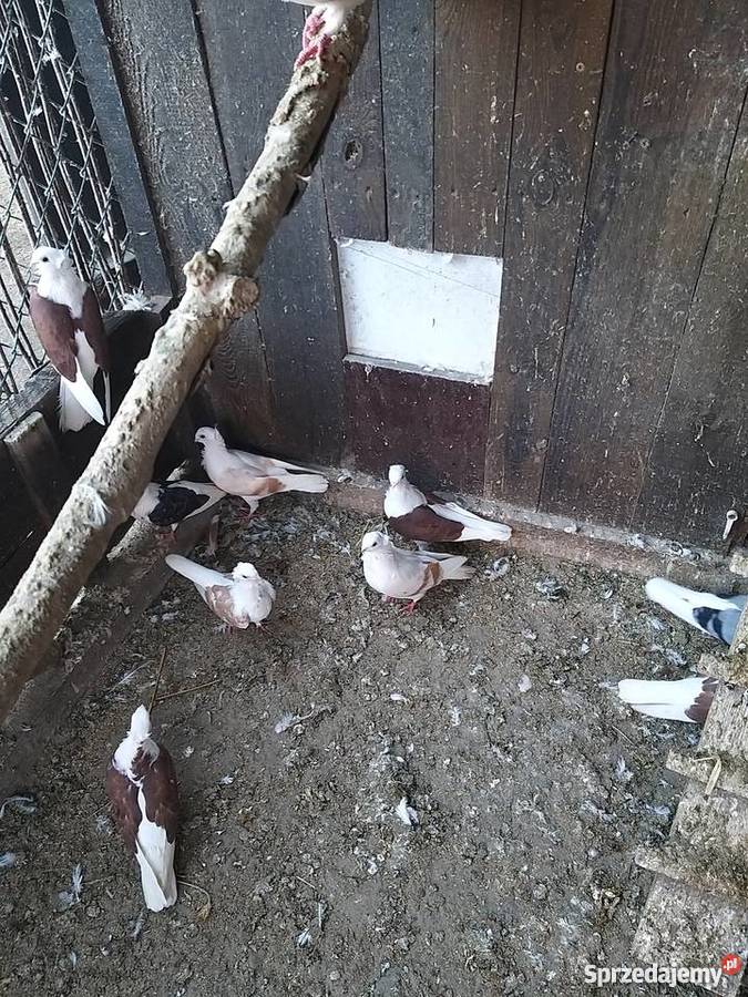 Gołębie Mewki Oporówko