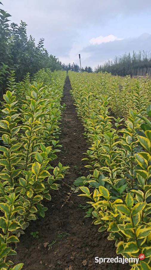 Ligustr zimolistny Aureum 4080 5 sprzedam