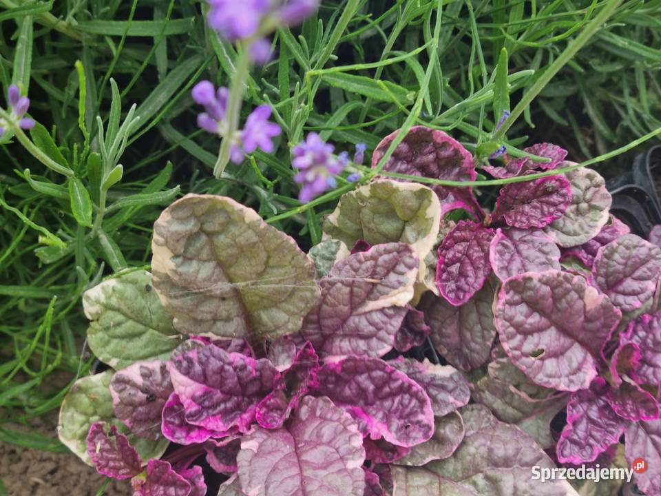 Dąbrówka rozłogowa BURGUNDY GLOW