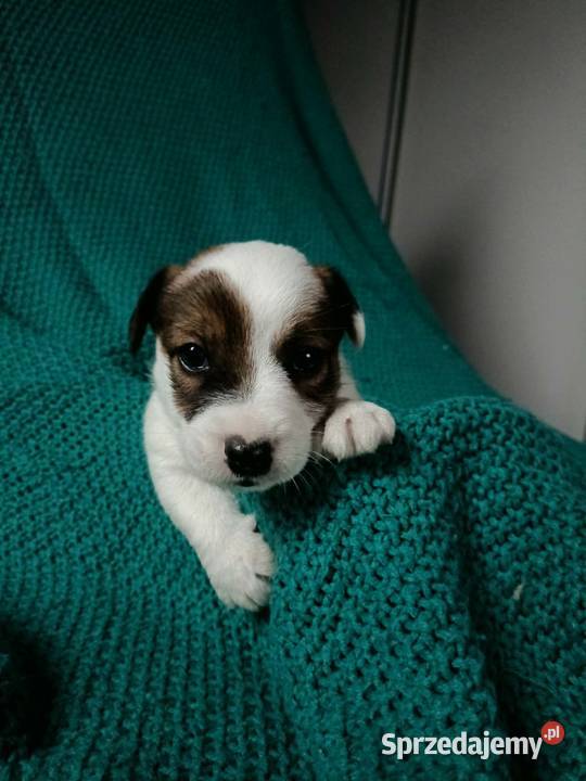 Wzorcowy Jack Russell gładki piękny exterrier sprzedam