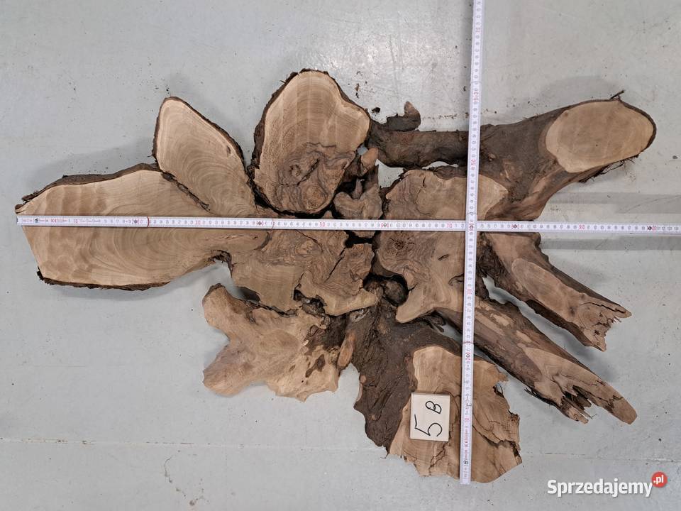 Plastry Orzech Korzeń suche Kalinówka