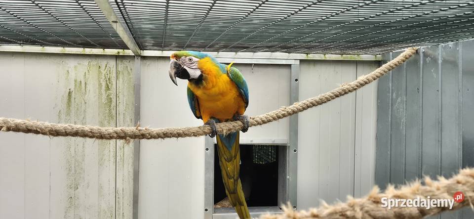 Ara Catalina samiec 2023 dolnośląskie Rogoż