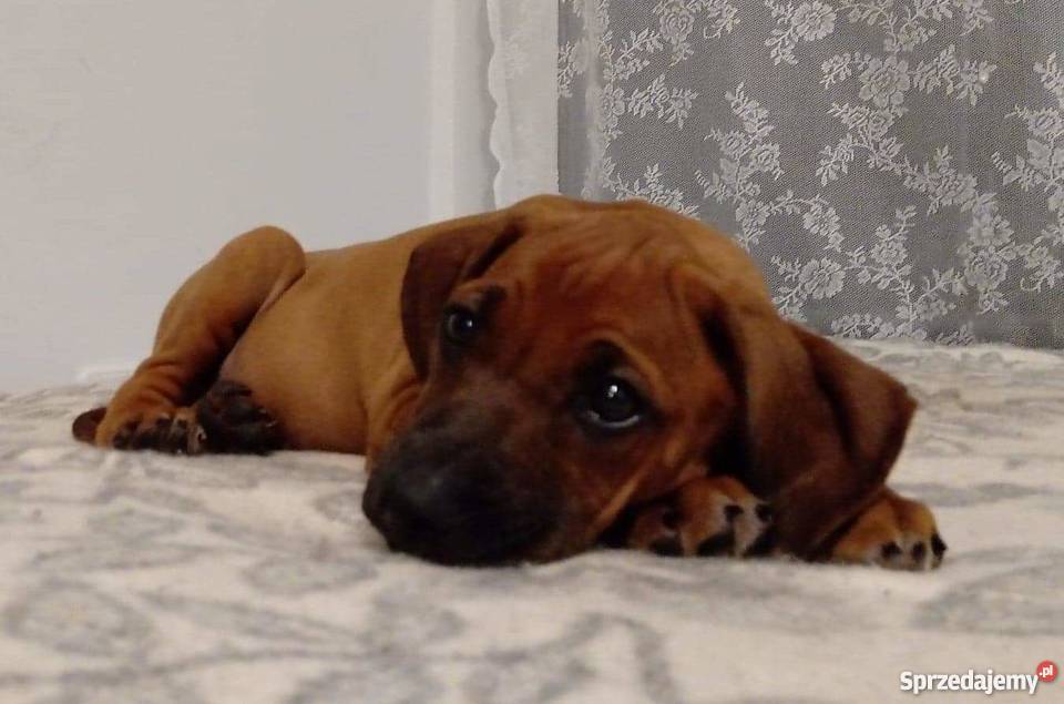 Szczenięta Rhodesian Ridgeback Żabia Wola