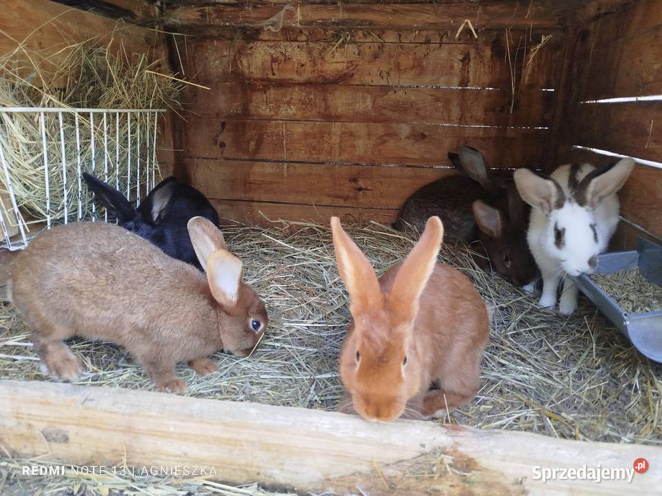 Króliki rasowe i mieszańce Hyżne