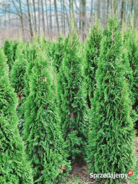Thuja Smaragd 140 Szkółka roślin Producent Rydzyny