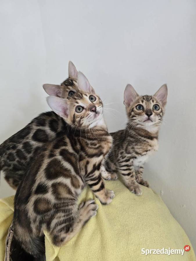 Kociaki Bengalskie Józefów sprzedam