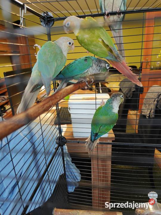 Papugi Rudosterki Toruń
