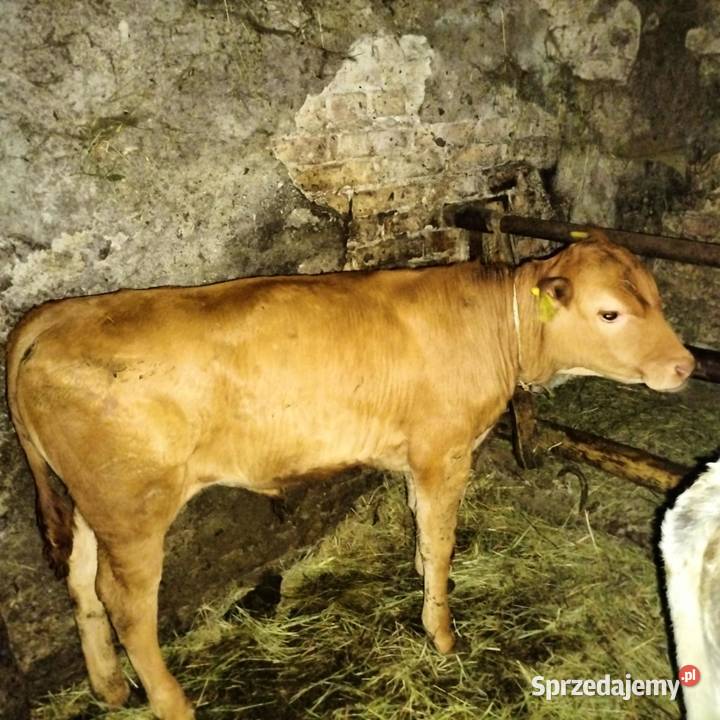 Sprzedam byczka rasy limuse podkarpackie Nienaszów