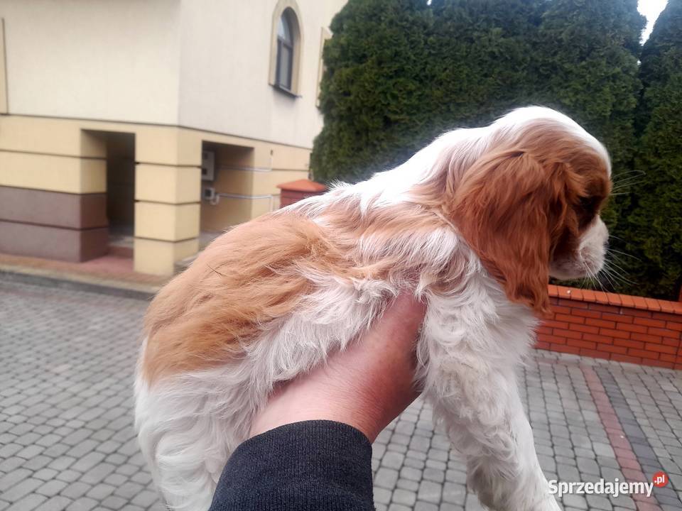 Szczeniak Cavalier Spaniel Cavalier king Busko-Zdrój sprzedam