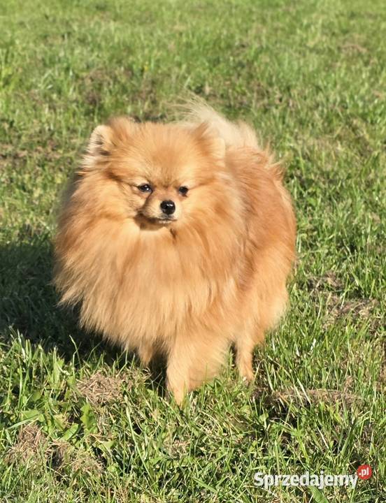 Pomeranian szpic miniaturowy zkwp FCI