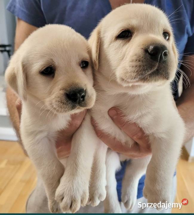 Labrador retriever pochodzenie fci Strużki