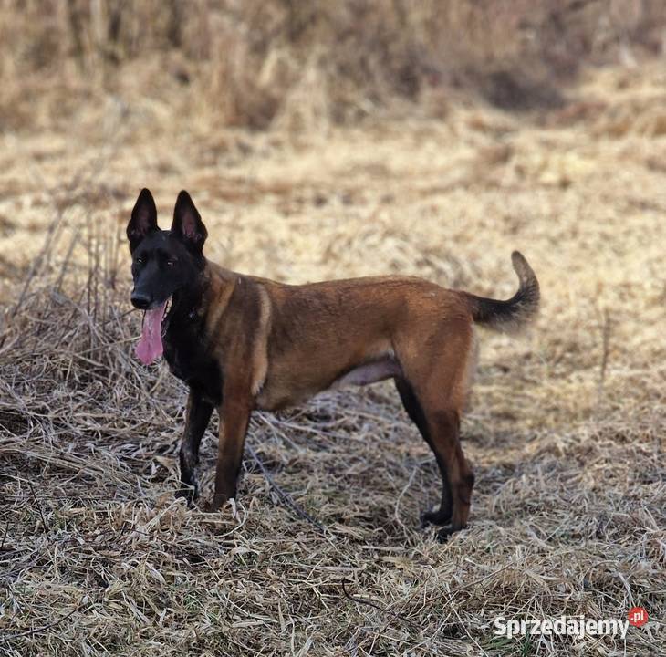 Owczarek belgijski Malinois FCI Zapowiedz miotu Nowy Sącz