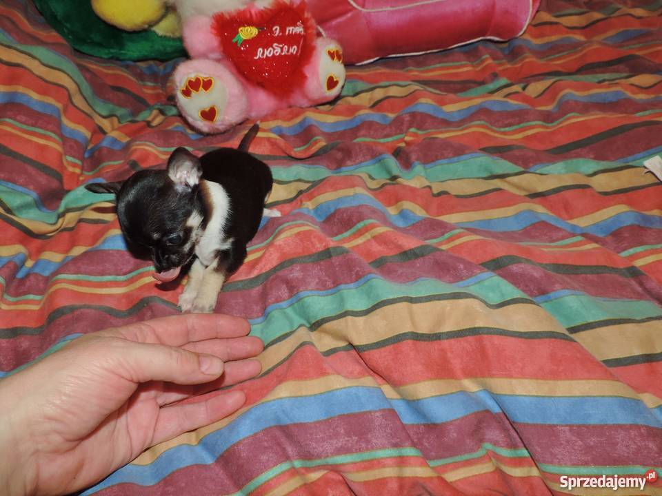 Chihuahua Exclusiv XXS piękne słodziaki