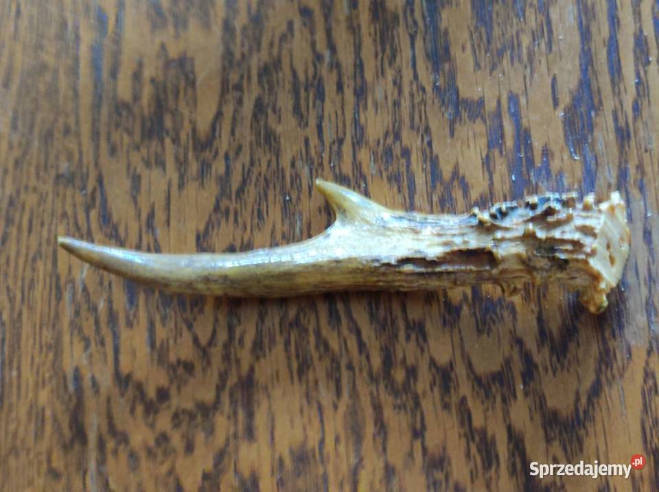 poroże porostki rogi jelenia kozła daniela Kielce