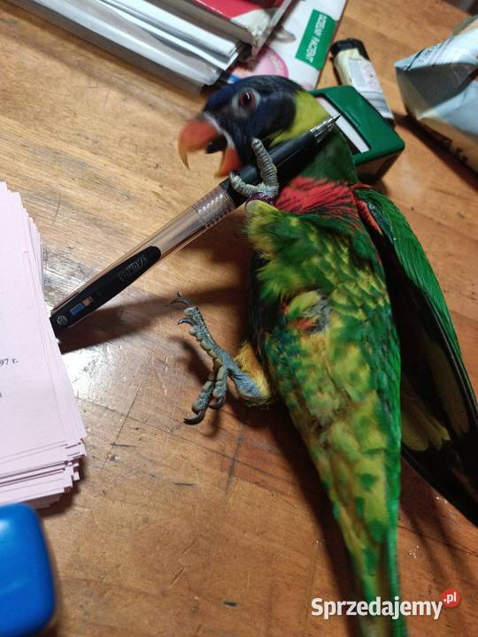 Lorysa górska papuga