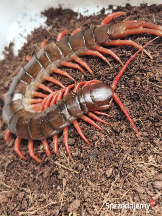 Scolopendra subspinipes egzotyczna stonoga Wałbrzych