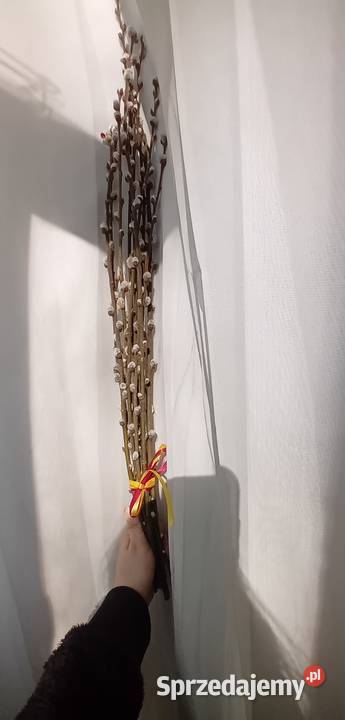 Bazie kotki kwiaty wierzby Radomsko