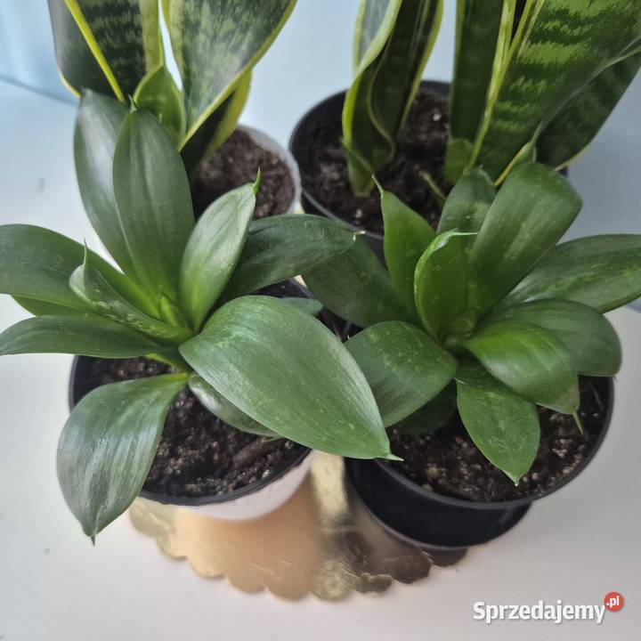 Zestaw sansewieria Futura Superba 2 Hahni Green Skuły sprzedam
